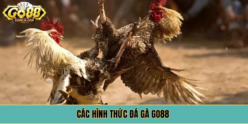 Các hình thức đá gà Go88