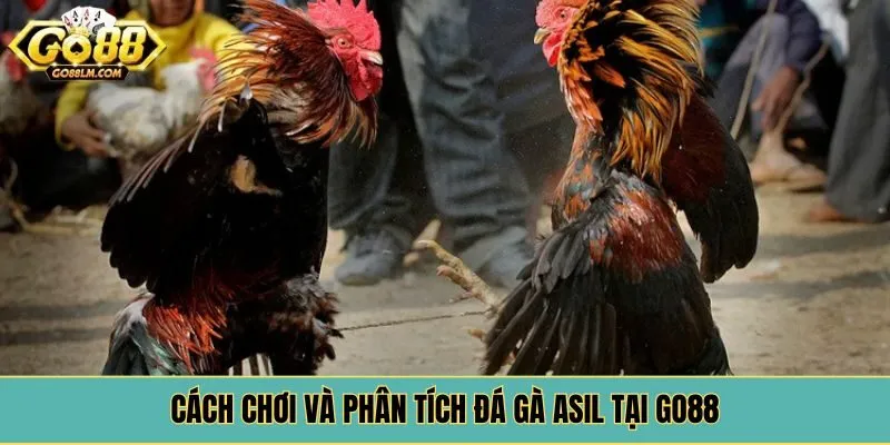 Cách chơi và phân tích đá gà asil tại Go88