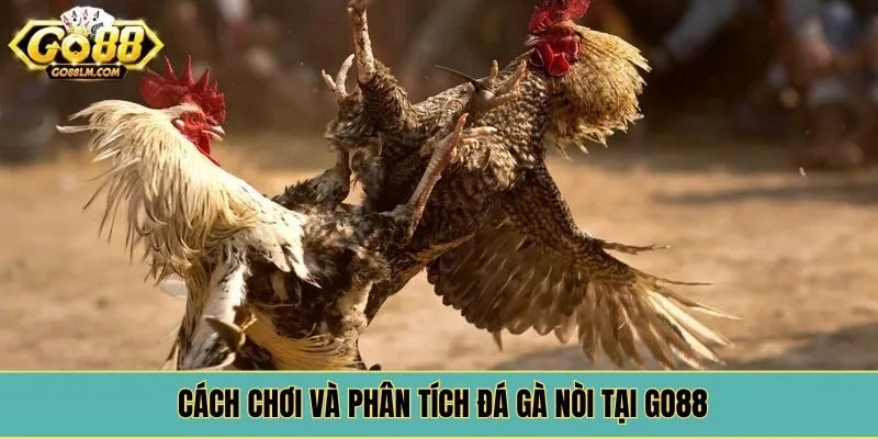 Cách chơi và phân tích đá gà nòi tại Go88