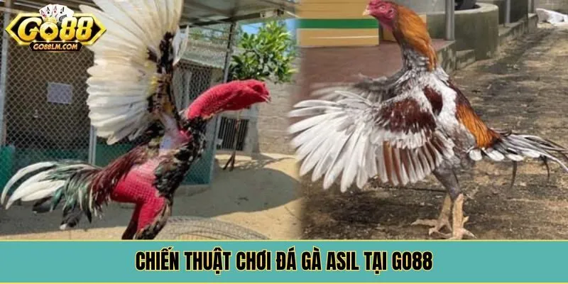 Chiến thuật chơi đá gà asil tại Go88