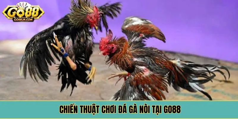 Chiến thuật chơi đá gà nòi tại Go88
