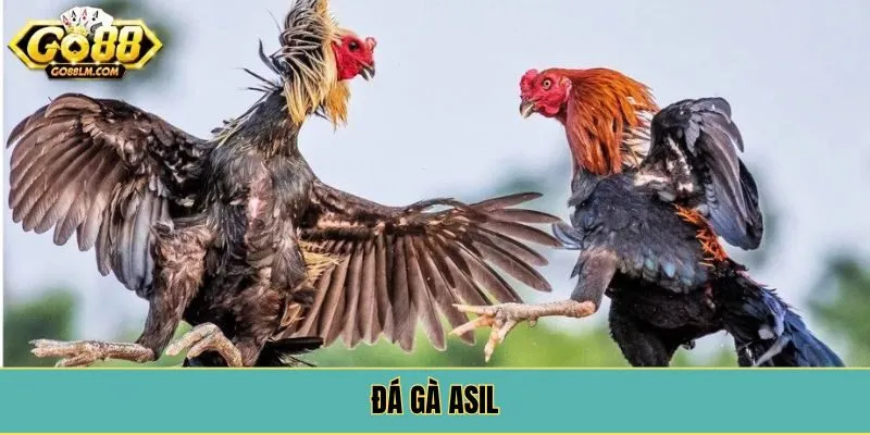 Đá Gà Asil