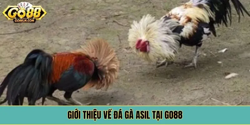 Giới thiệu về đá gà asil tại Go88