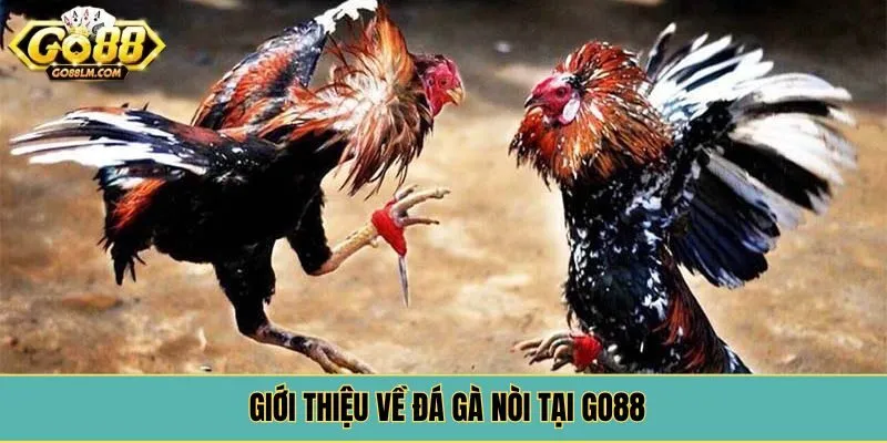 Giới thiệu về đá gà nòi tại Go88