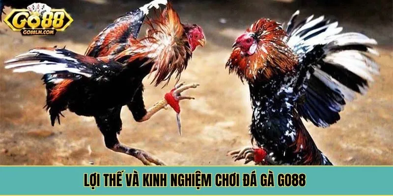 Lợi thế và kinh nghiệm chơi đá gà Go88