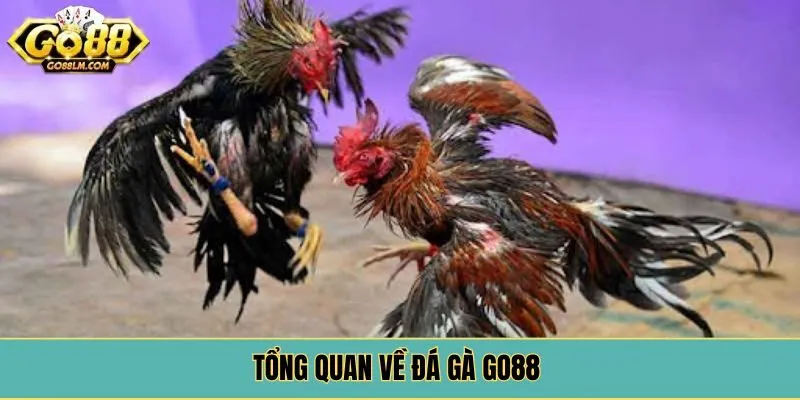 Tổng quan về đá gà Go88